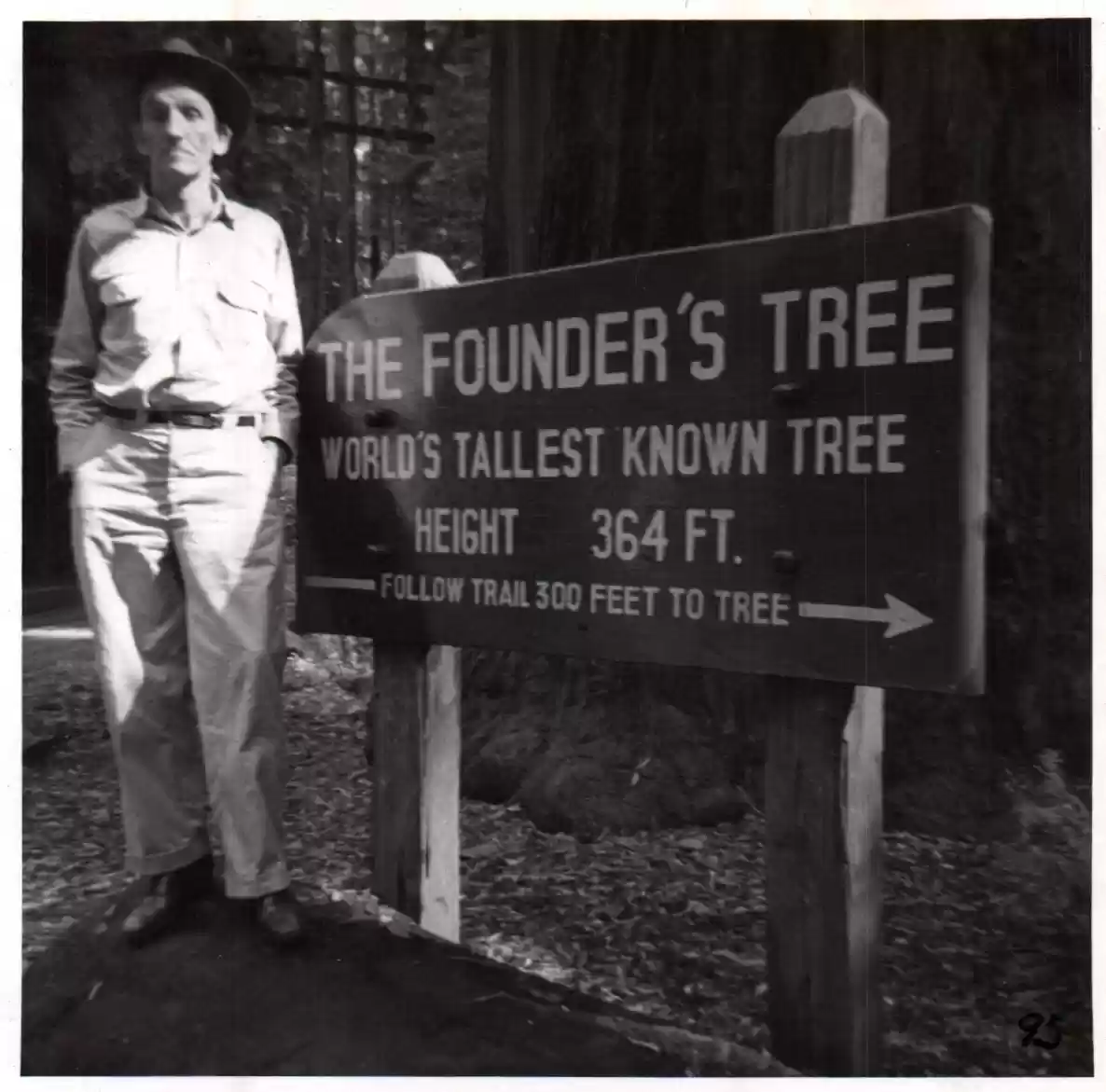95 - The Founder's Tree